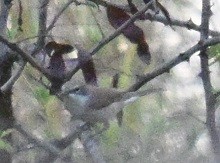 old world warbler sp. - ML644795209