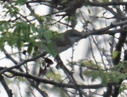 old world warbler sp. - ML644795210