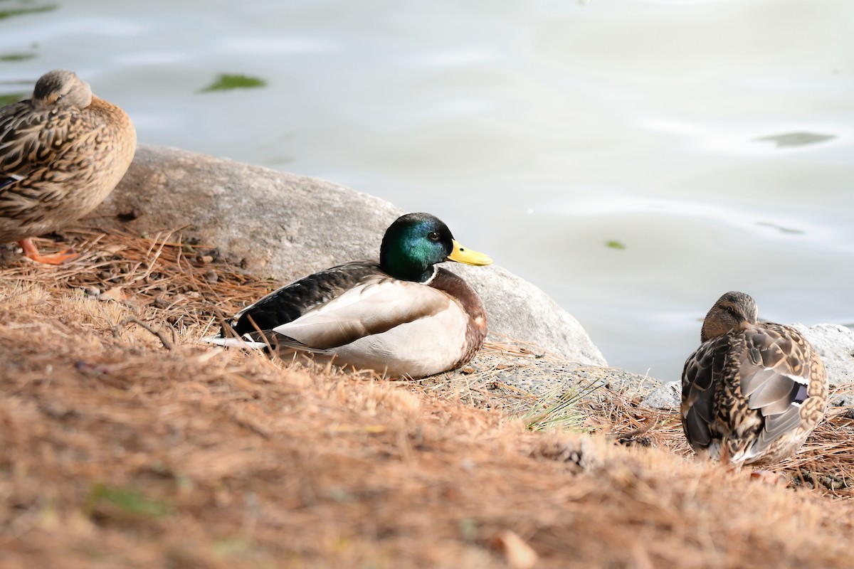 kachna divoká - ML644795211