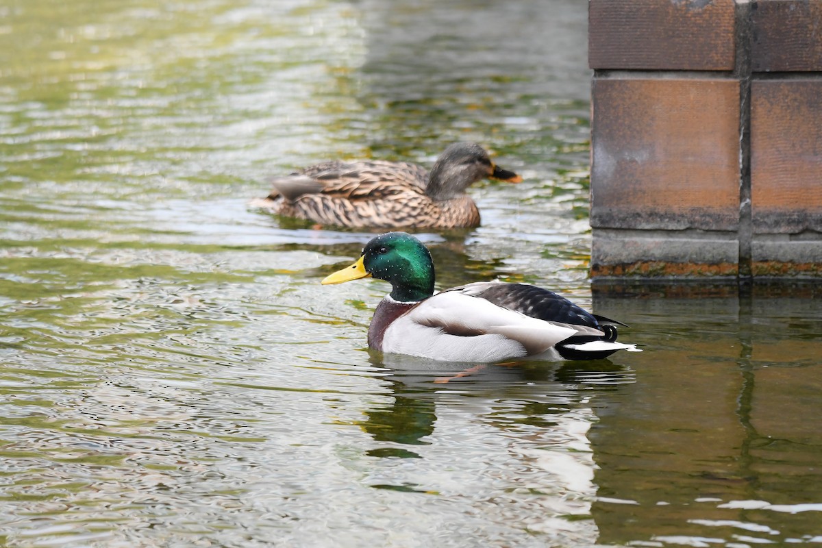 kachna divoká - ML644795212