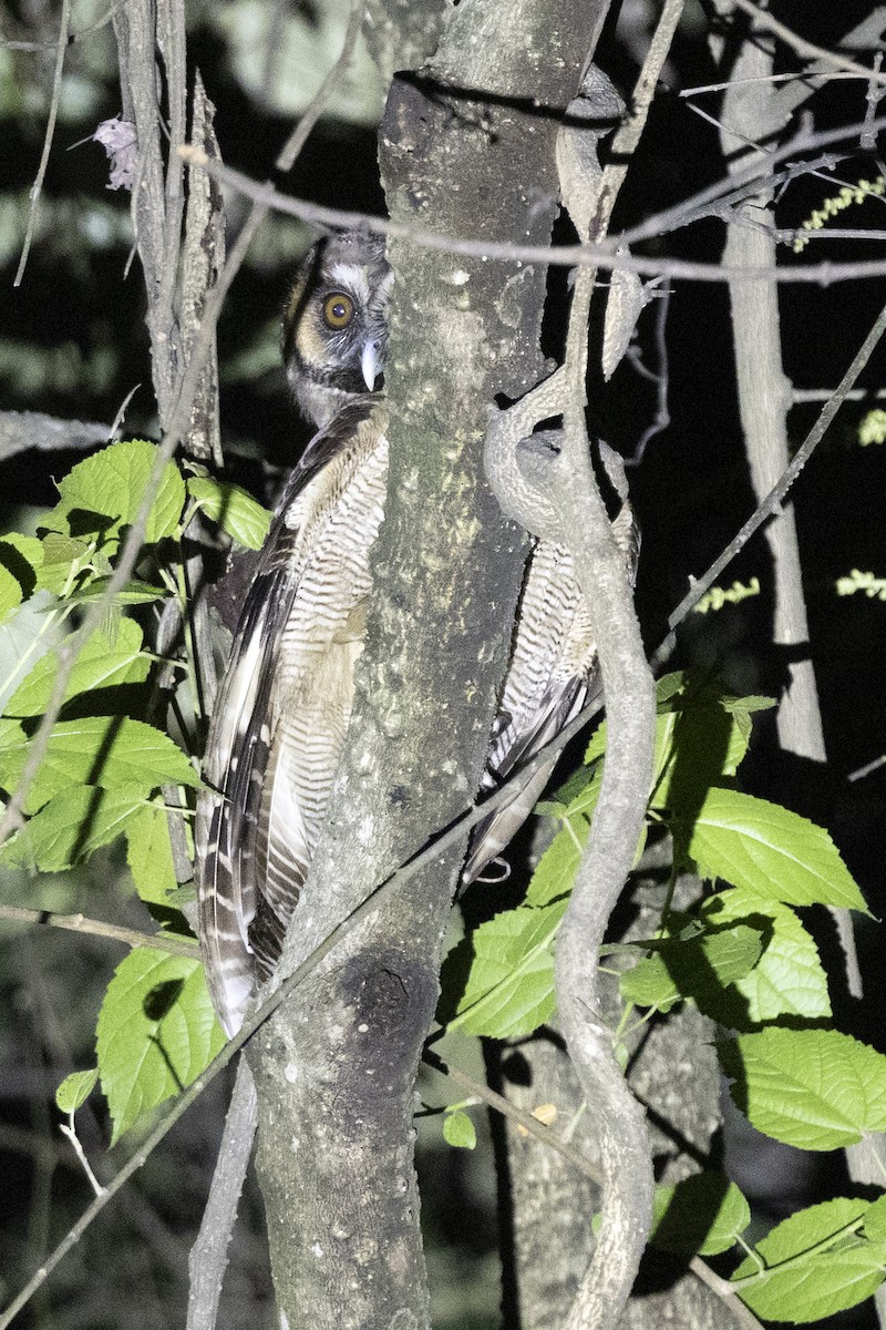 puštík hnědý - ML644795213