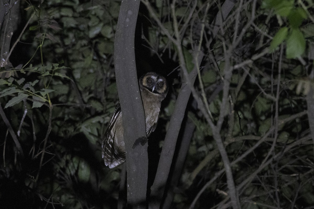 puštík hnědý - ML644795214