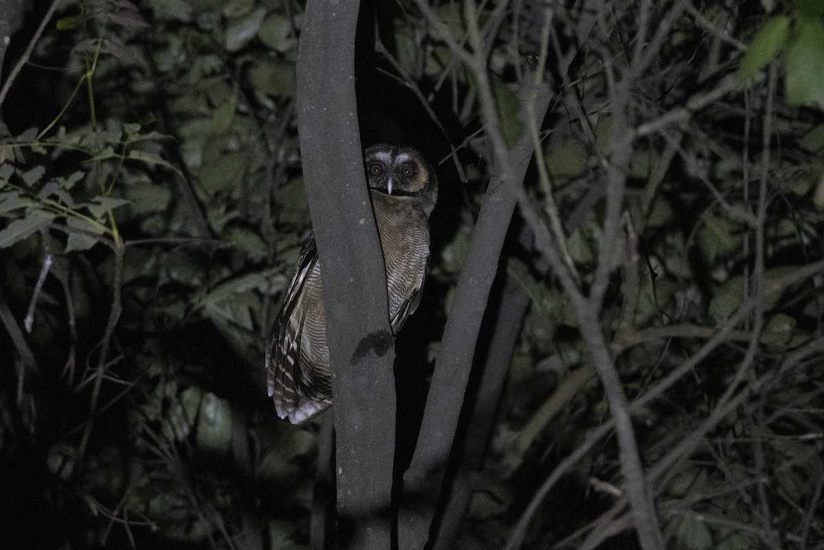 puštík hnědý - ML644795215