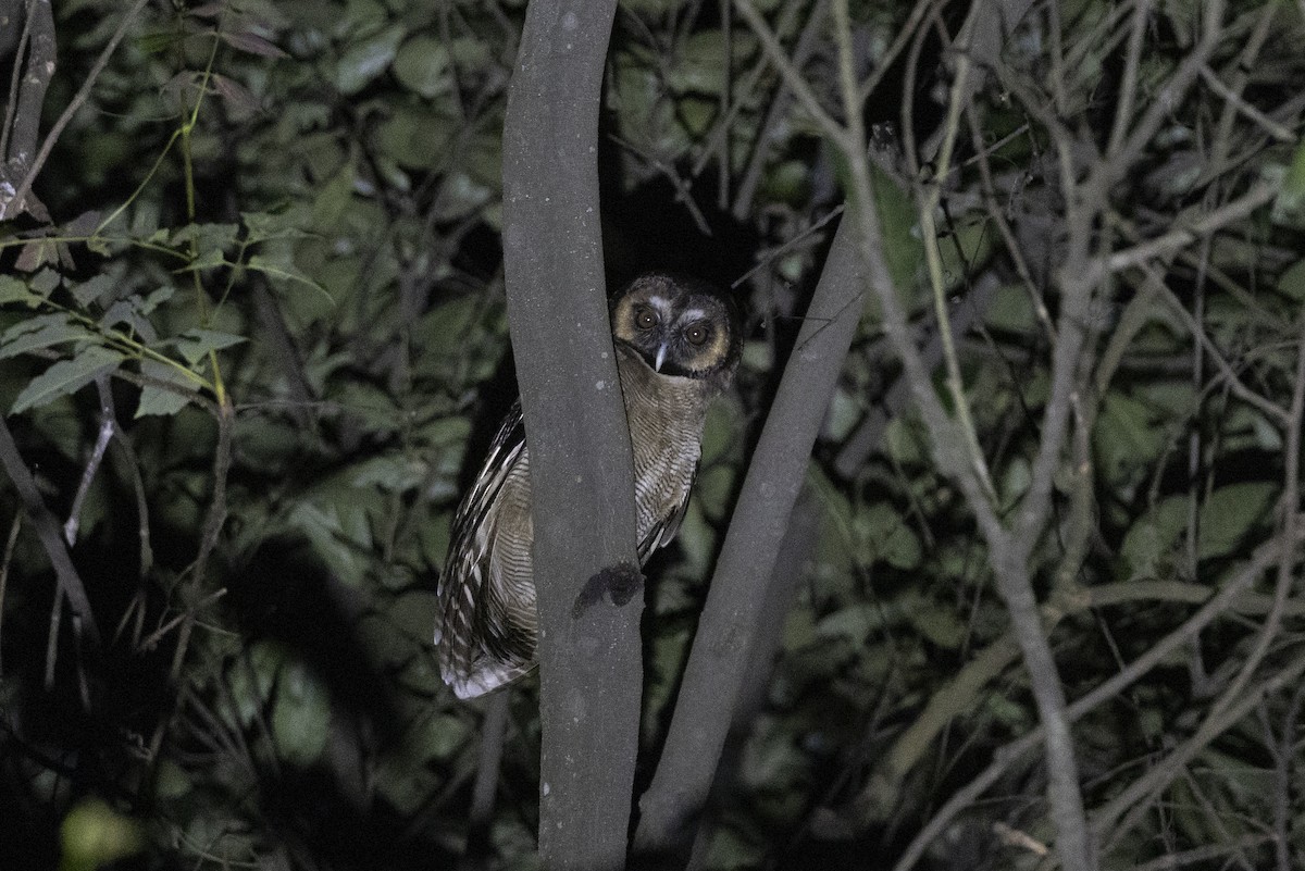 puštík hnědý - ML644795216