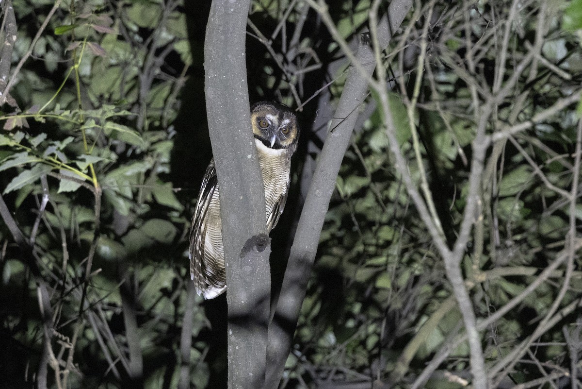 puštík hnědý - ML644795217