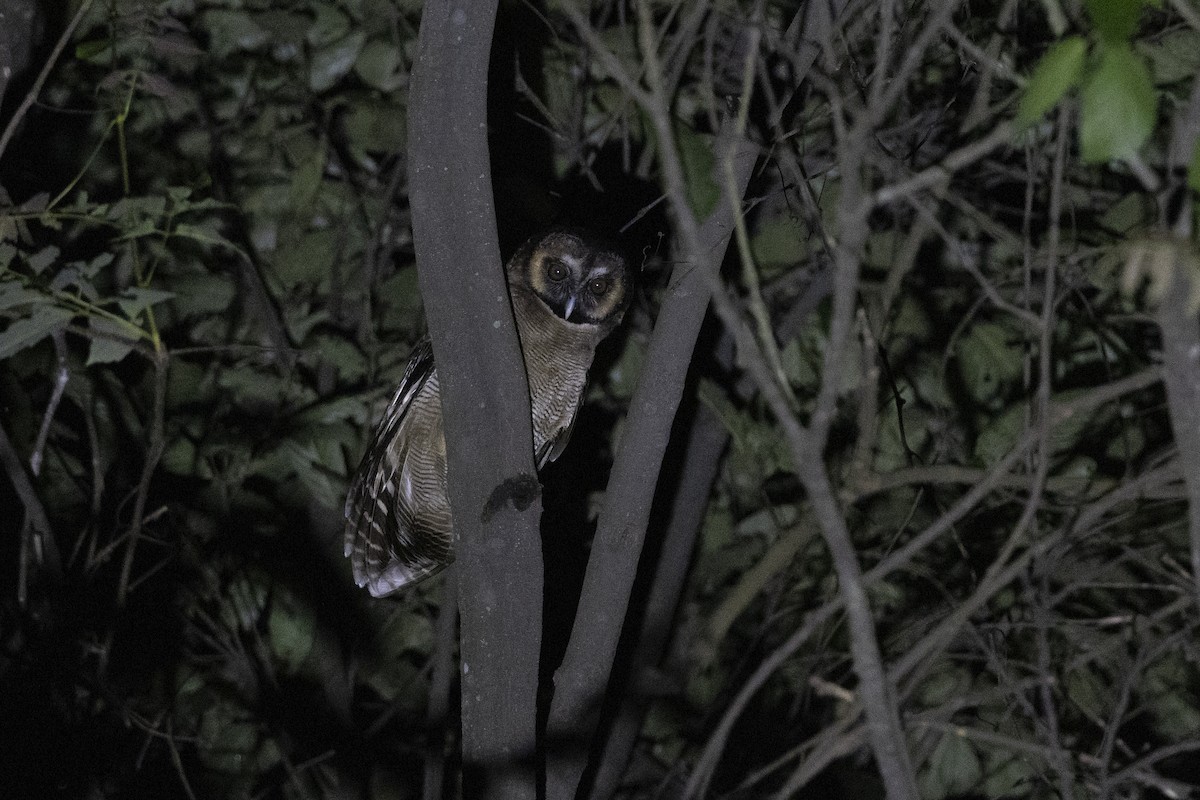 puštík hnědý - ML644795218