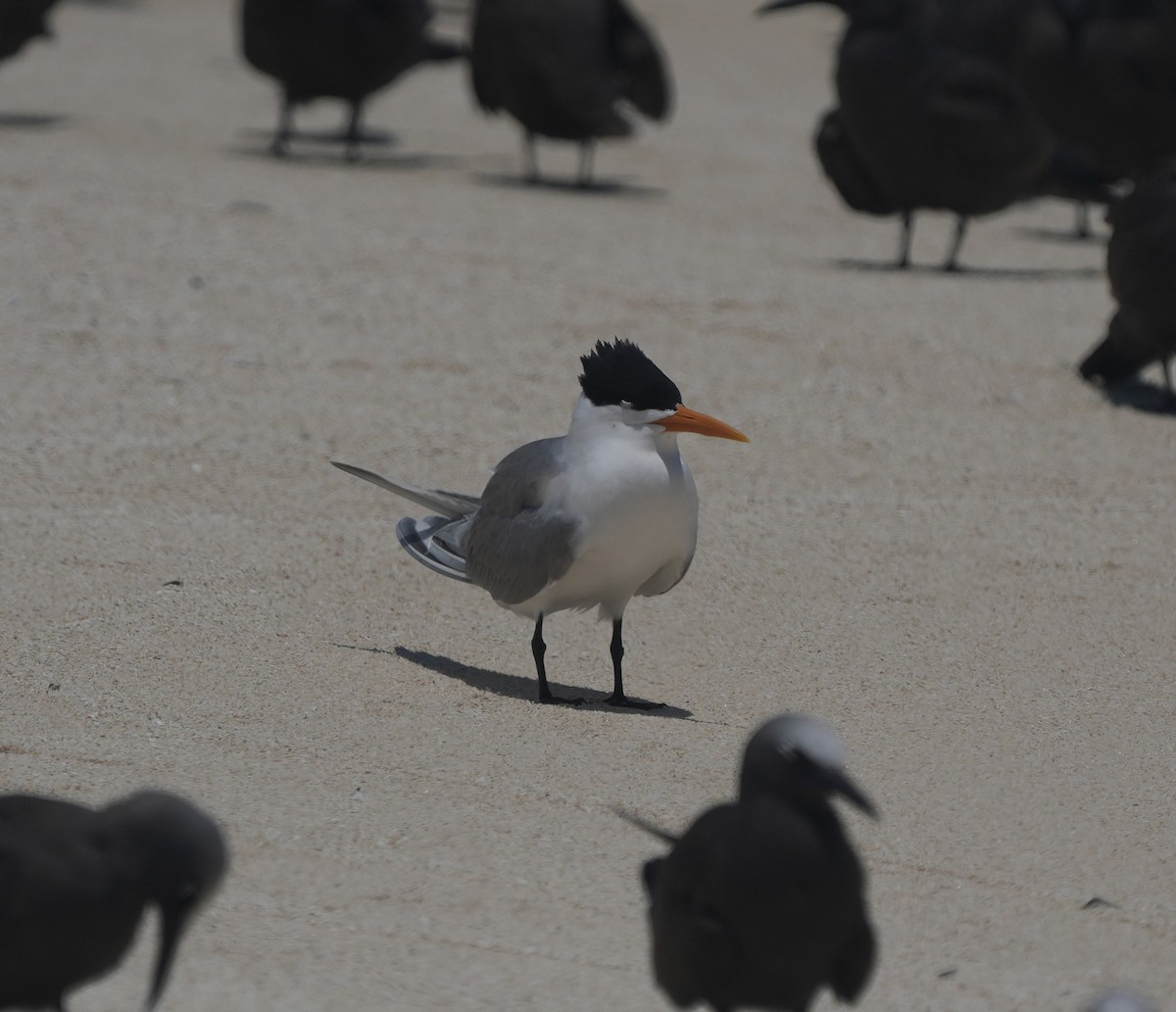 rybák oranžovozobý - ML644795219