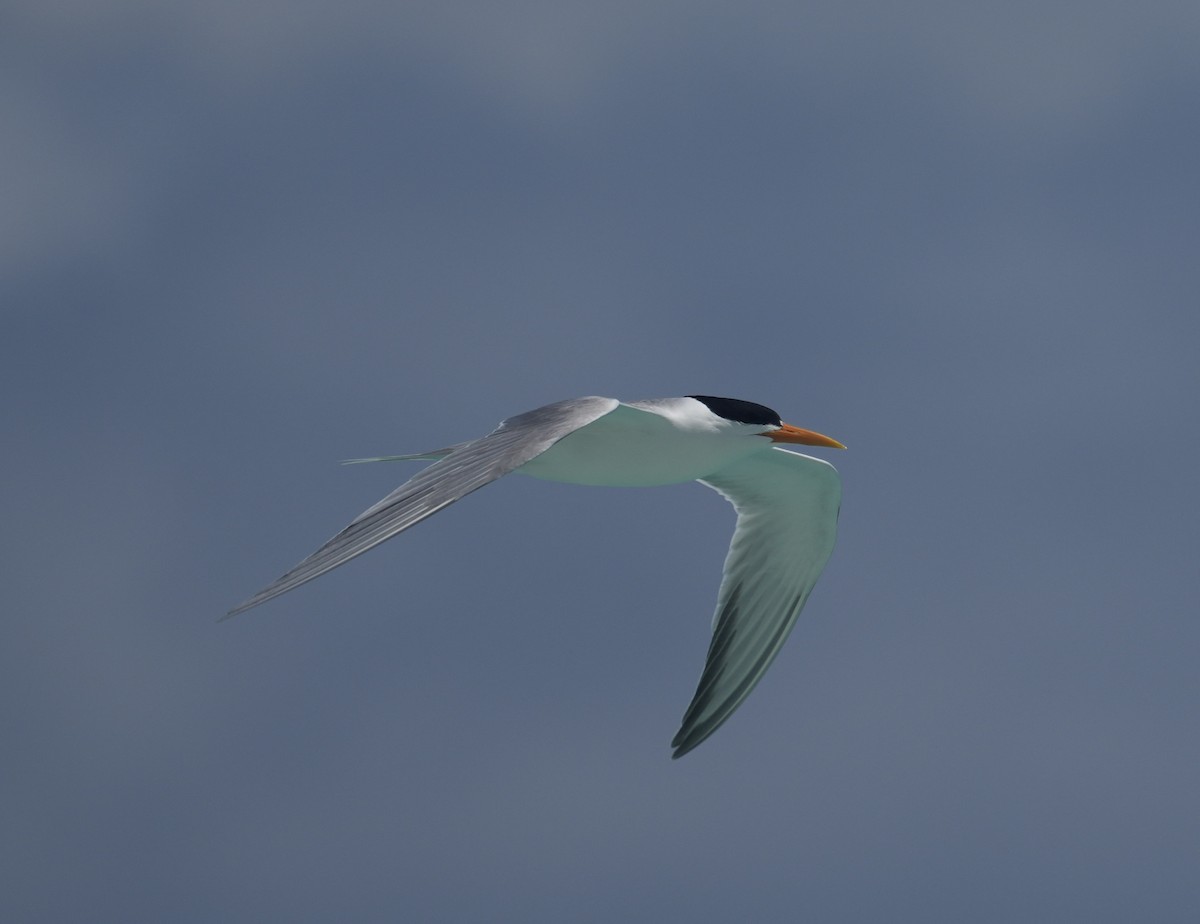 rybák oranžovozobý - ML644795220