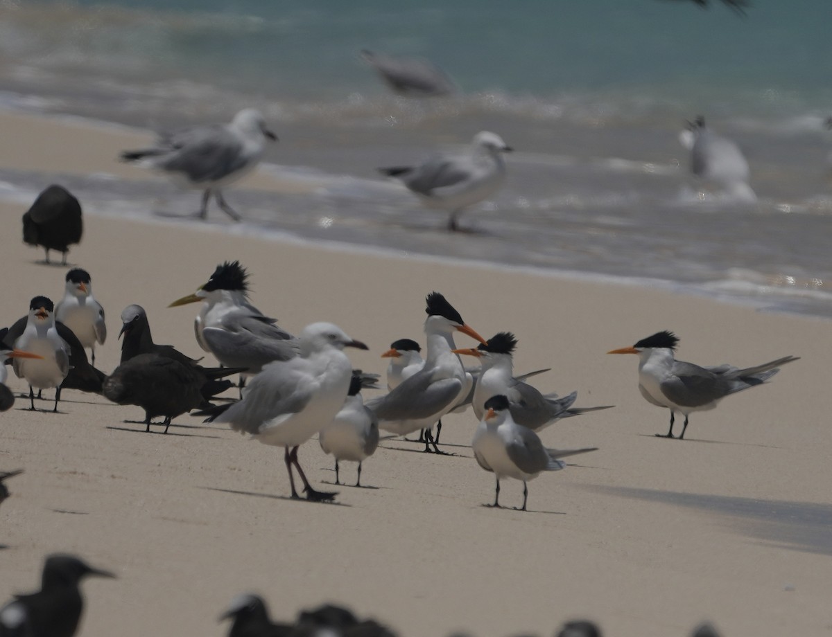 rybák oranžovozobý - ML644795221