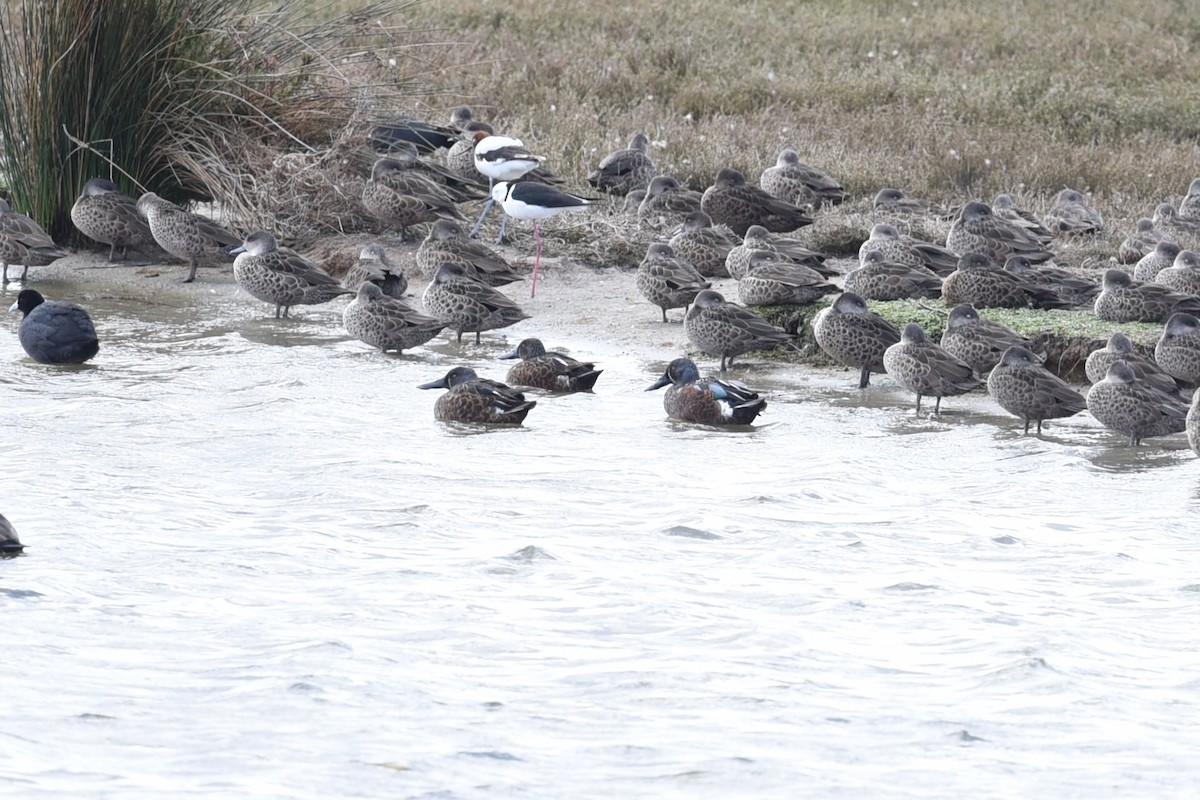 lžičák australský - ML644795223