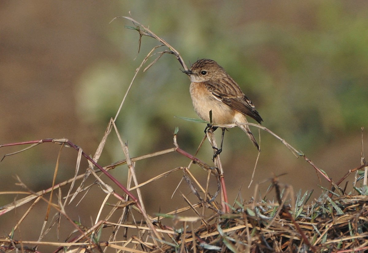 bramborníček sibiřský - ML644795224
