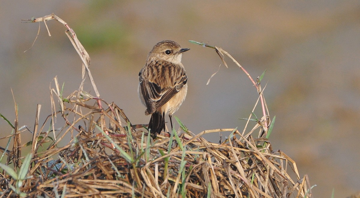 bramborníček sibiřský - ML644795225