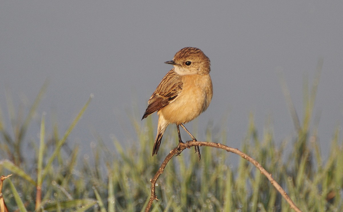 bramborníček sibiřský - ML644795226