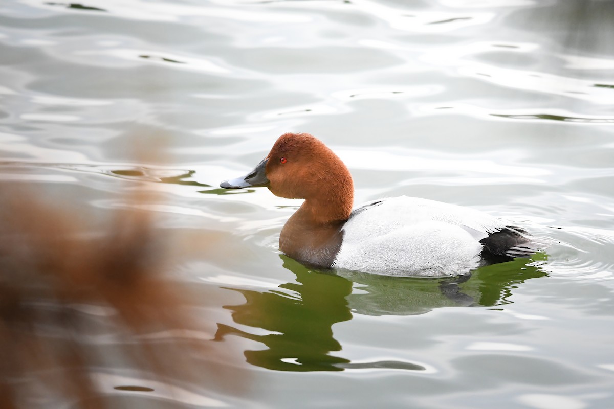 polák velký - ML644795227