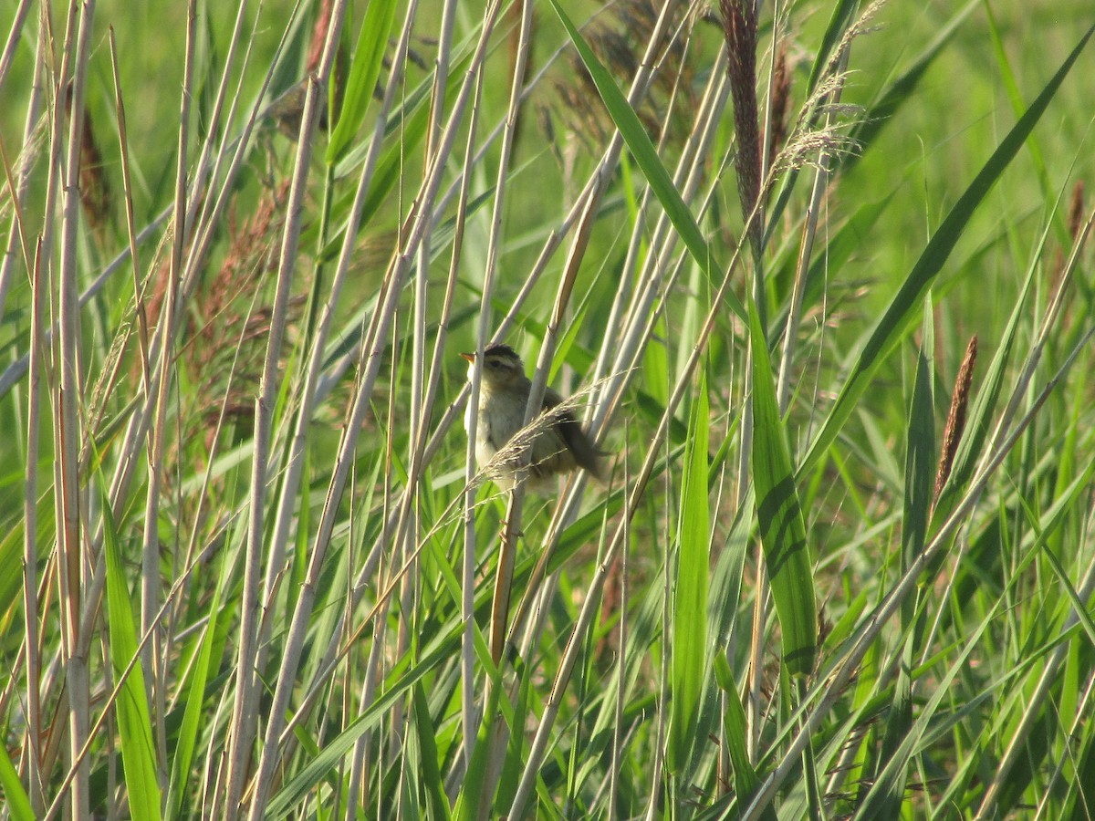 Carricerín Cejudo - ML644795232