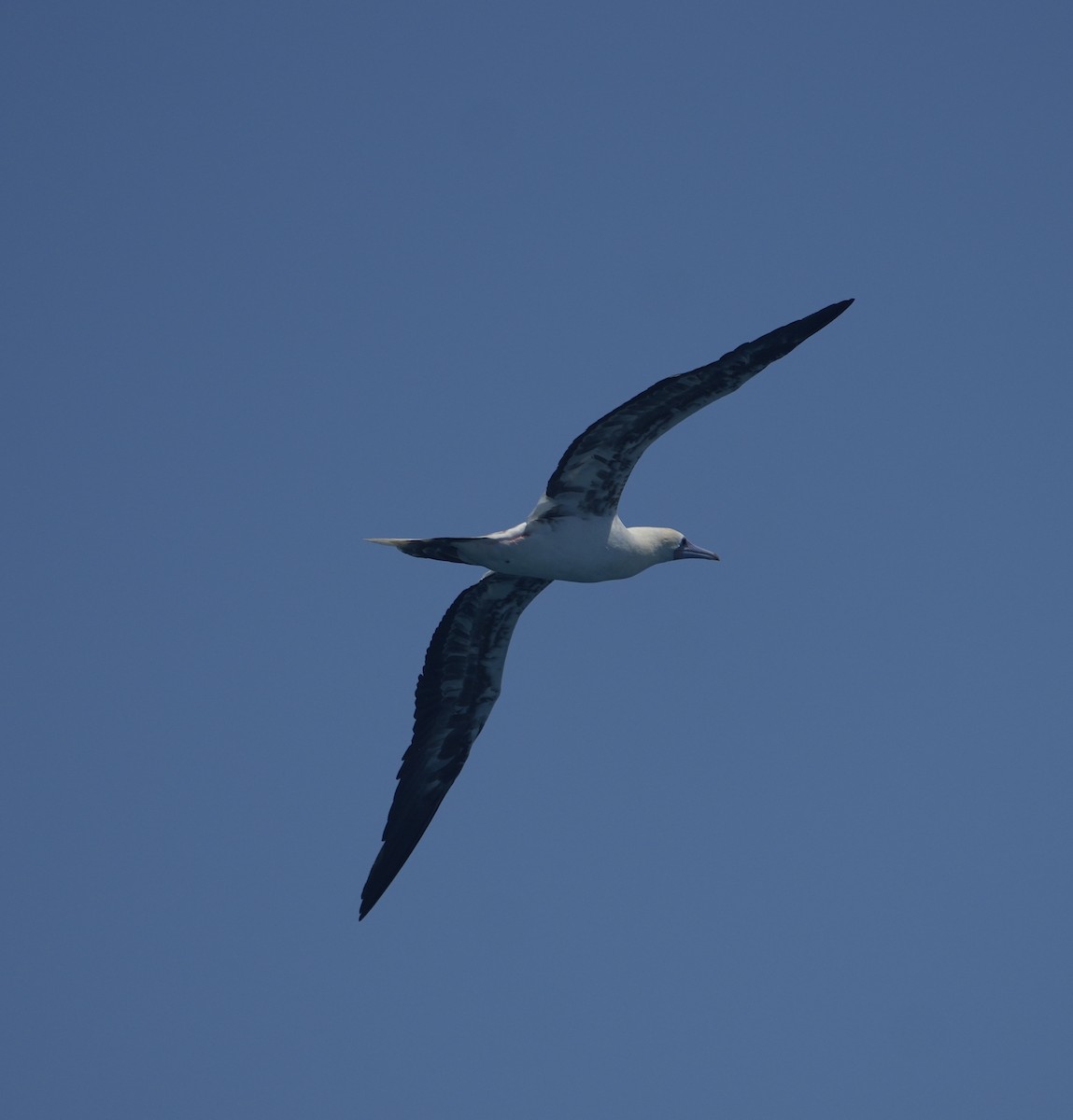 Red-footed Booby - ML644795233