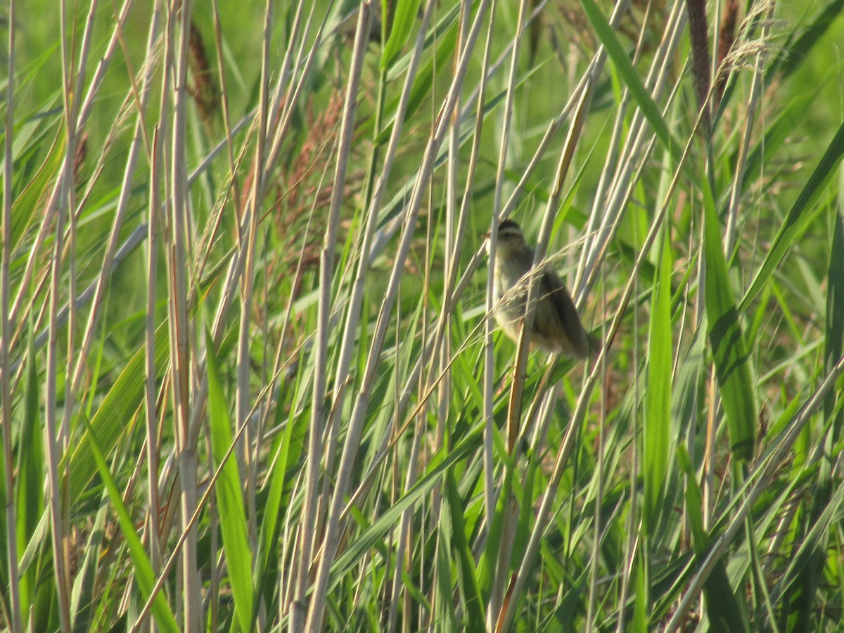 Carricerín Cejudo - ML644795234