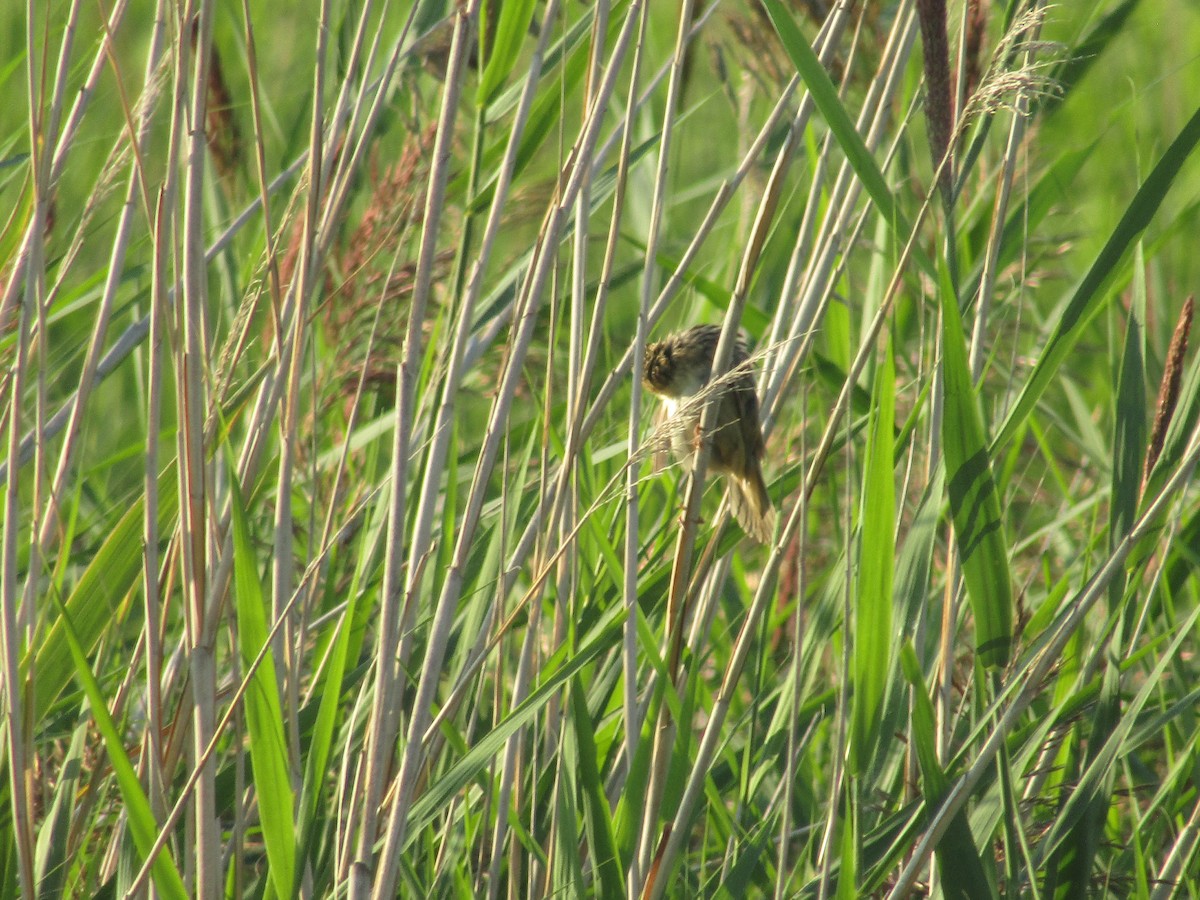 Carricerín Cejudo - ML644795238