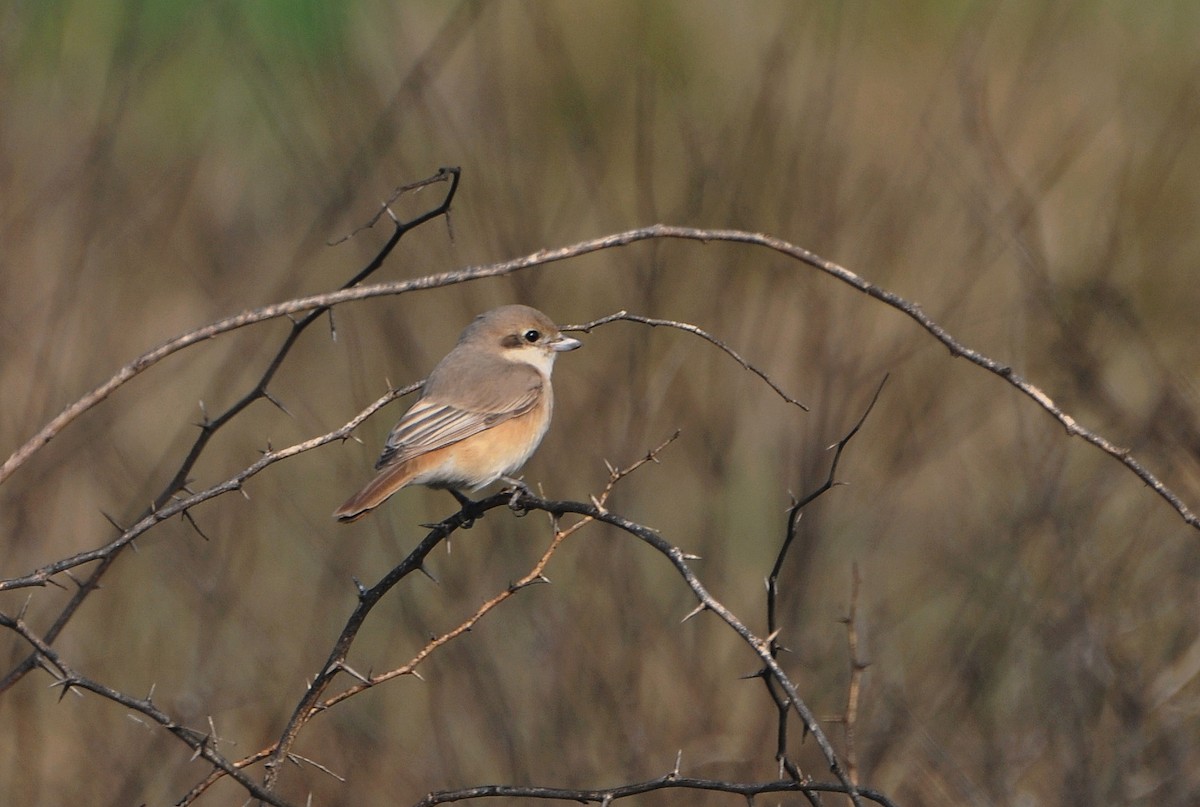 Isabellwürger - ML644795239