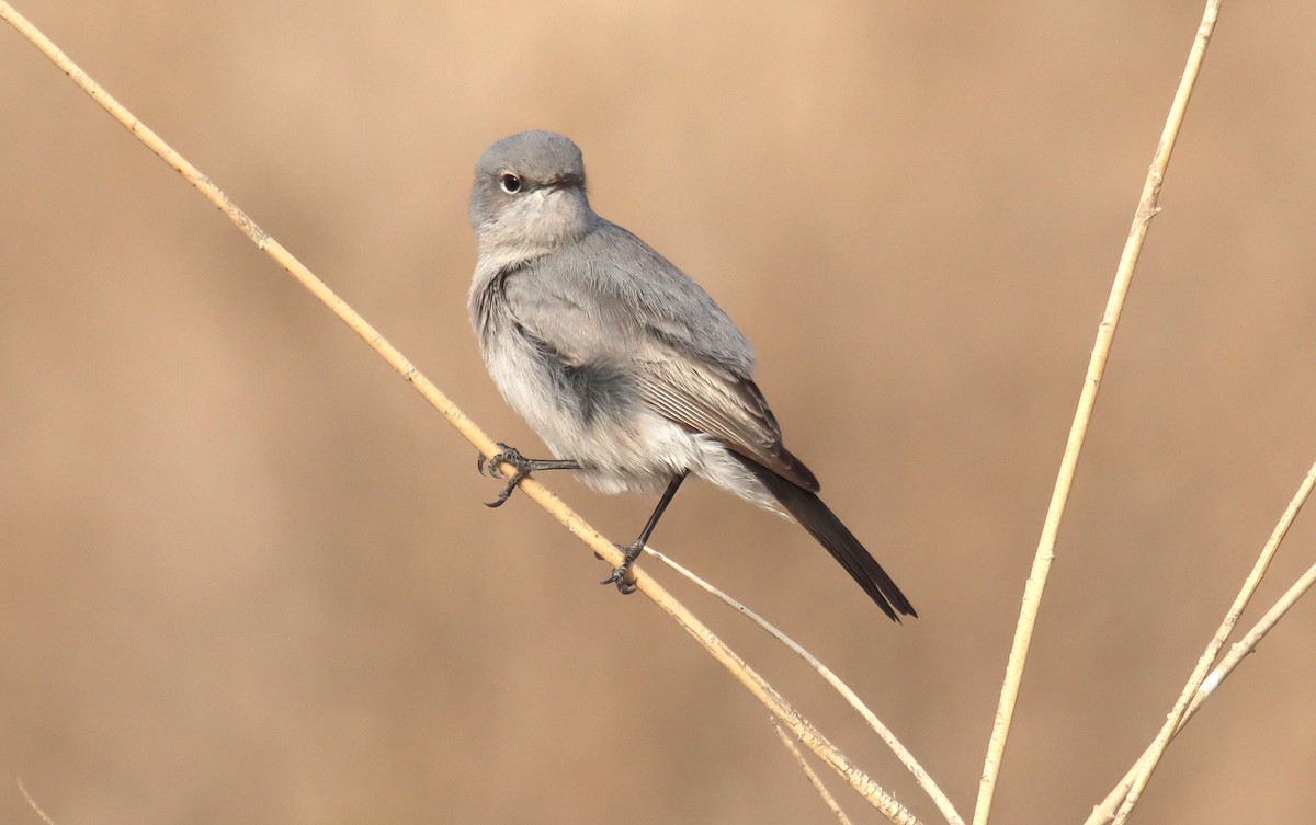 Blackstart - ML644795241