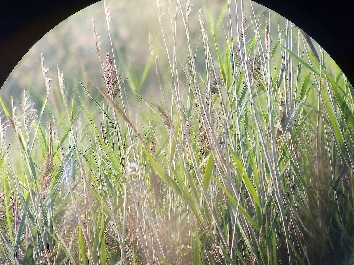 Carricerín Cejudo - ML644795242