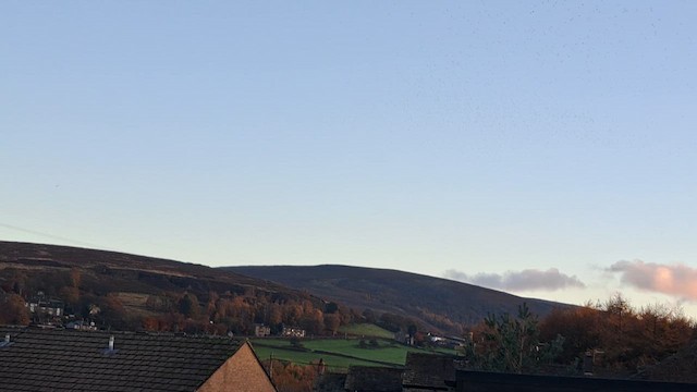 Common Wood-Pigeon (White-necked) - ML644795243