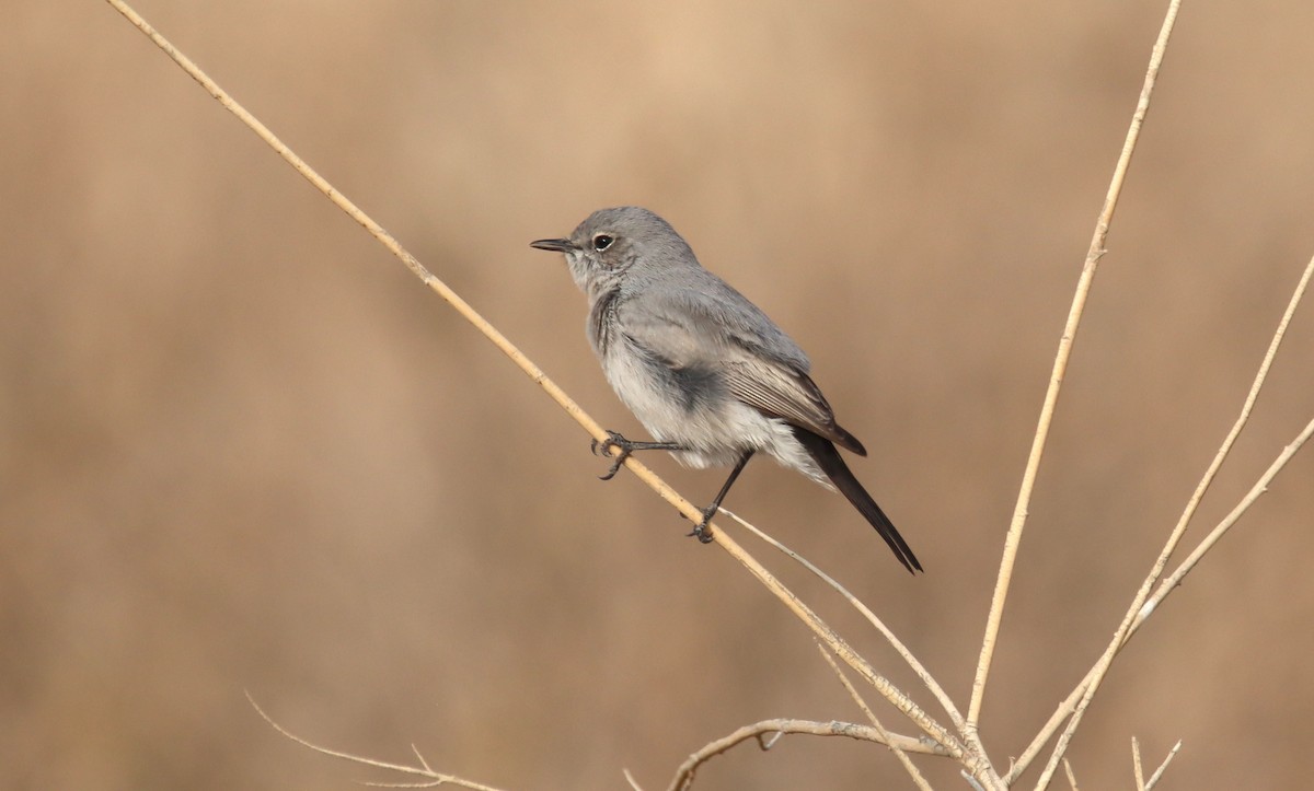 Blackstart - ML644795244