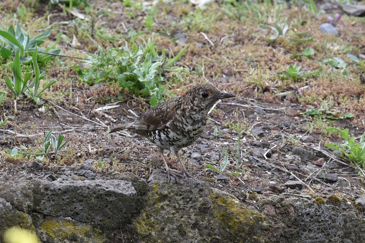 eukalyptustrost - ML644795245