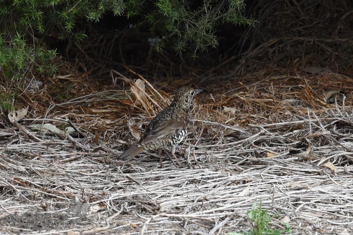 eukalyptustrost - ML644795246