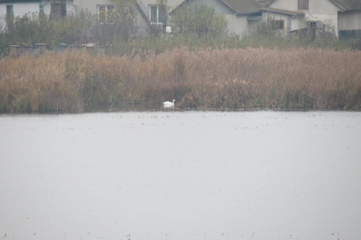 Mute Swan - ML644795248