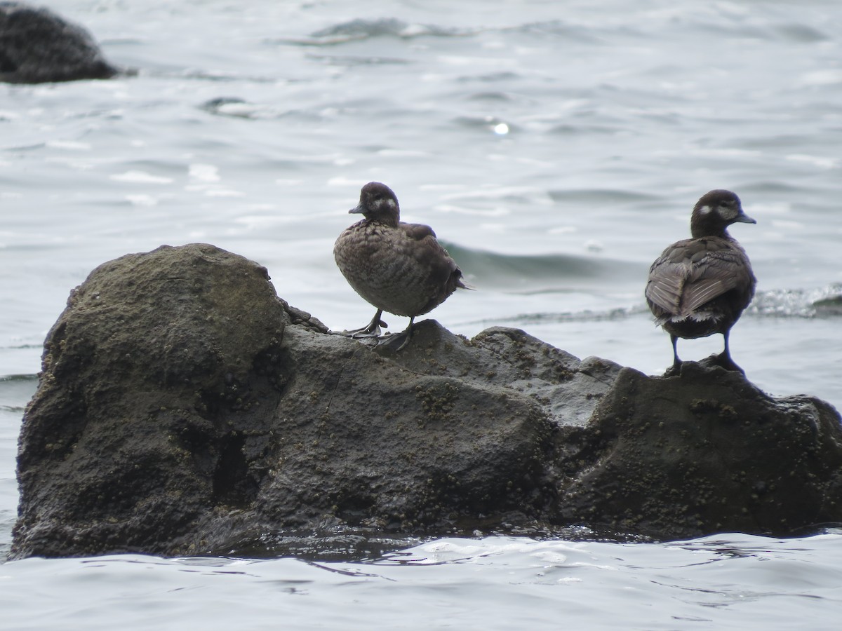 Palyaço Ördeği - ML644795250