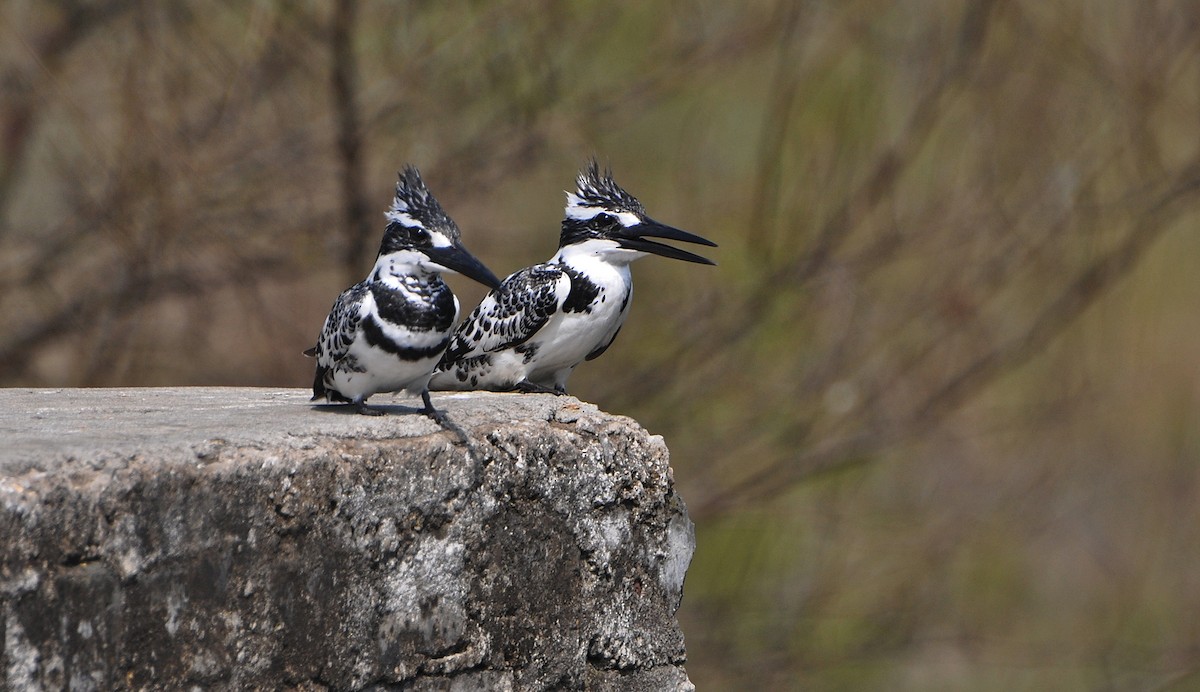 Pied Kingfisher - ML644795251