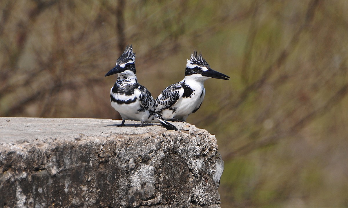 Pied Kingfisher - ML644795252