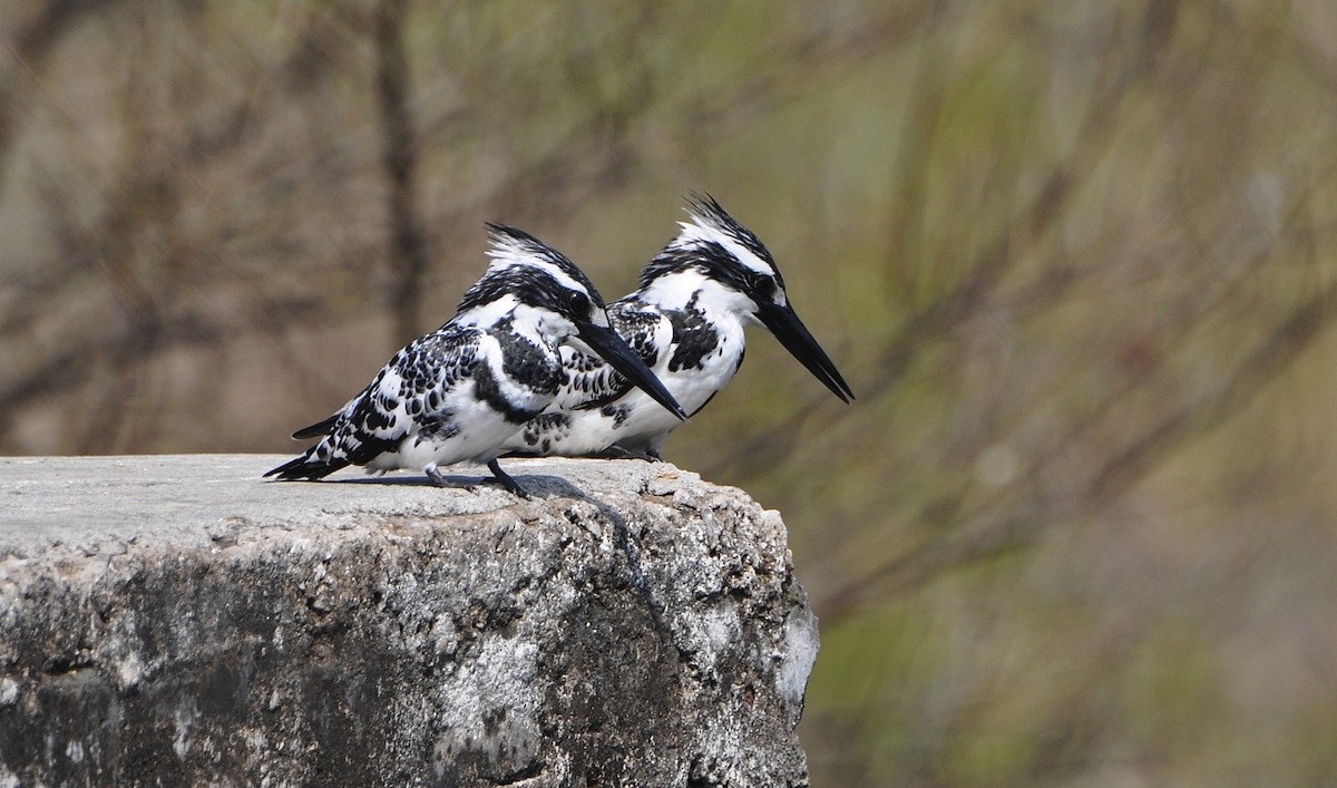 Pied Kingfisher - ML644795253
