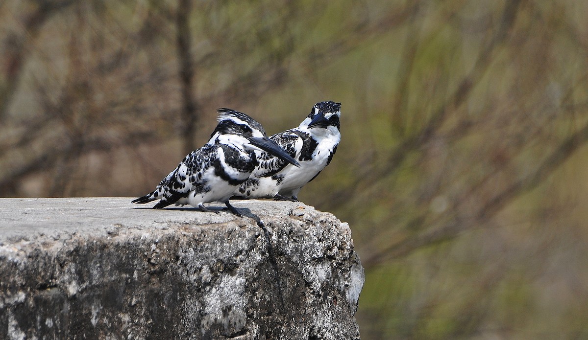 Pied Kingfisher - ML644795254