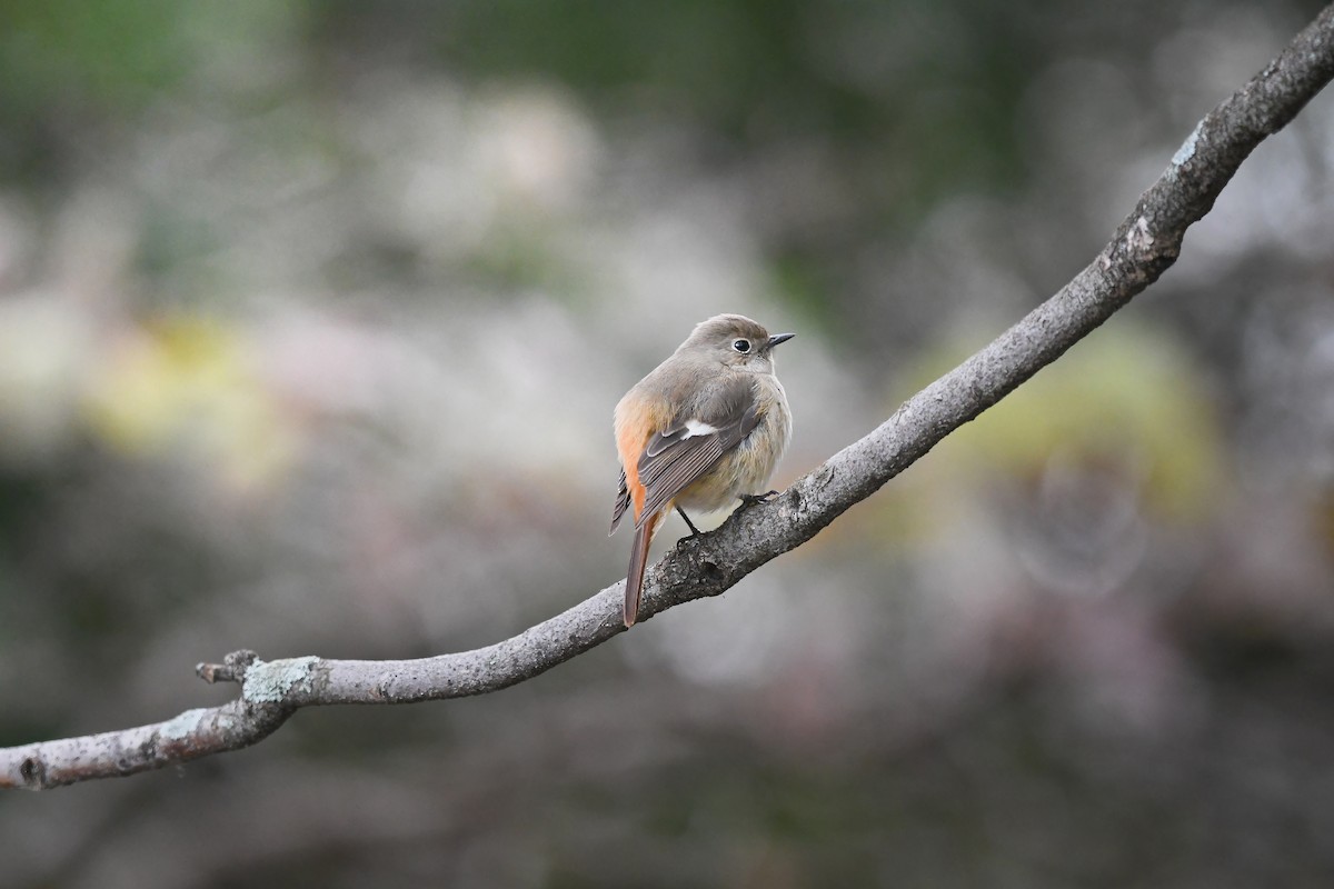 Daurian Redstart - ML644795255