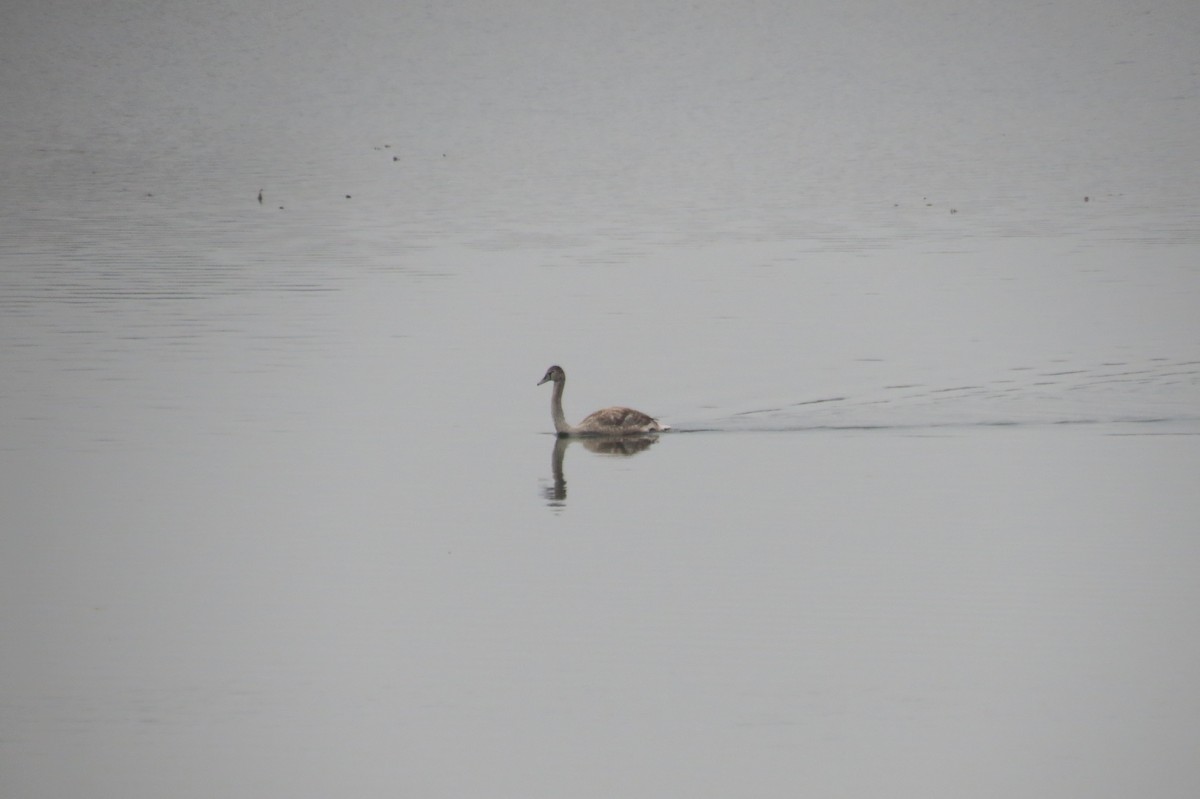 Mute Swan - ML644795257