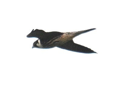Eurasian Hobby - ML644795261