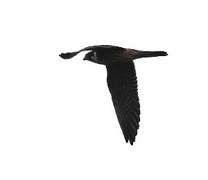 Eurasian Hobby - ML644795262