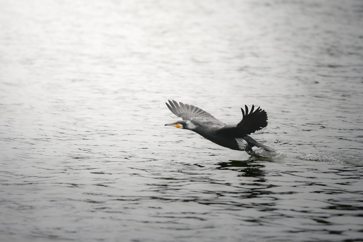 Great Cormorant - ML644795264