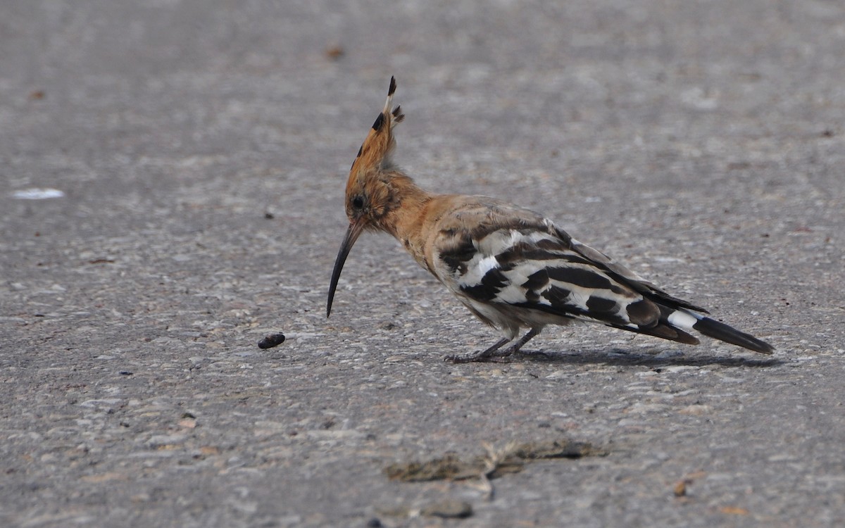 Common Hoopoe - ML644795265
