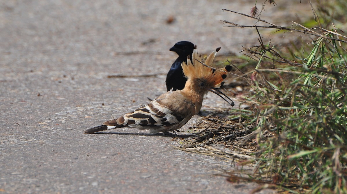 Common Hoopoe - ML644795266