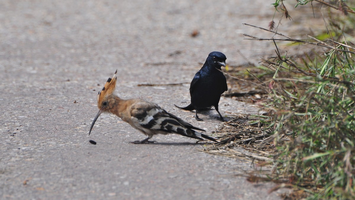 Common Hoopoe - ML644795267