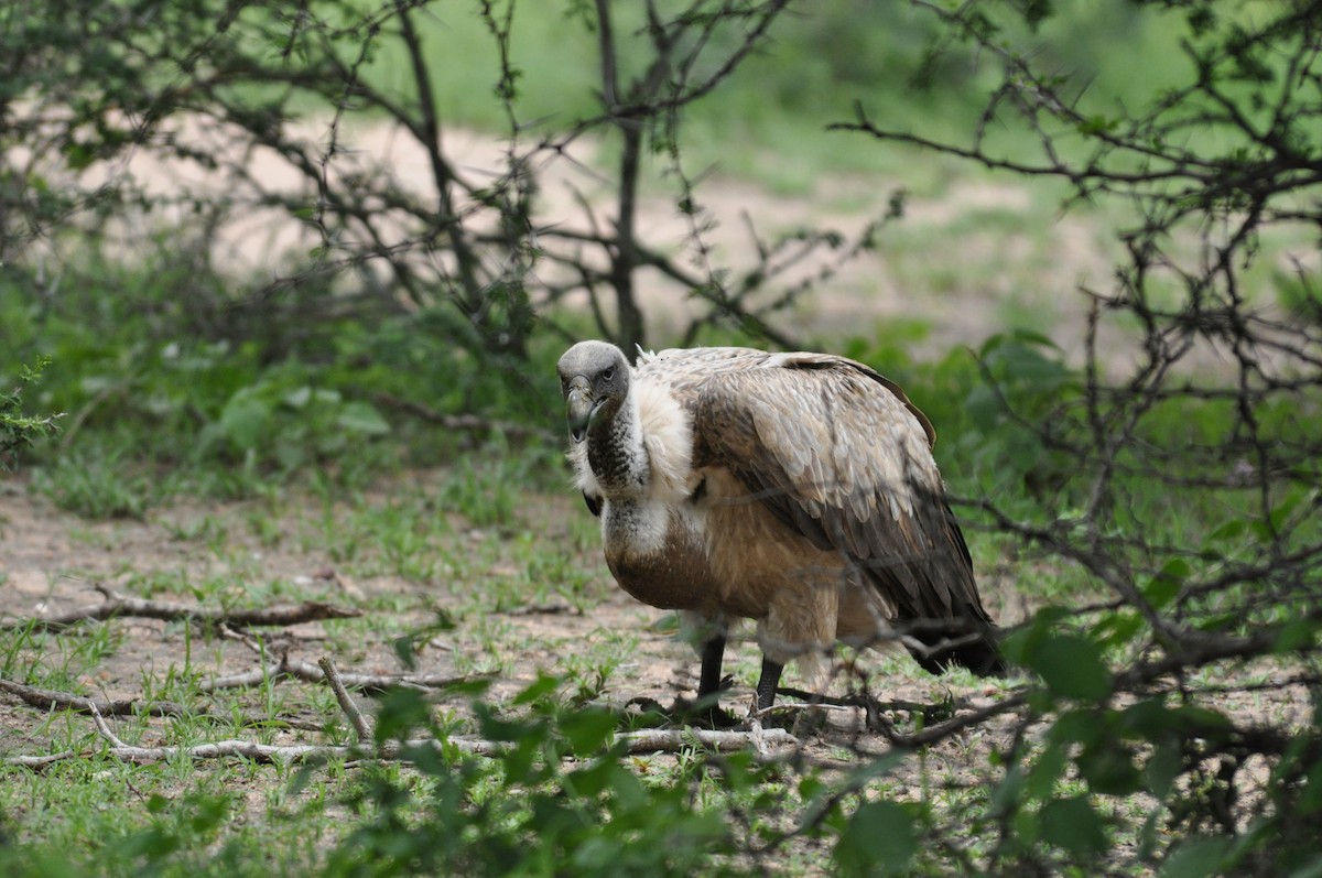 White-backed Vulture - ML644795268