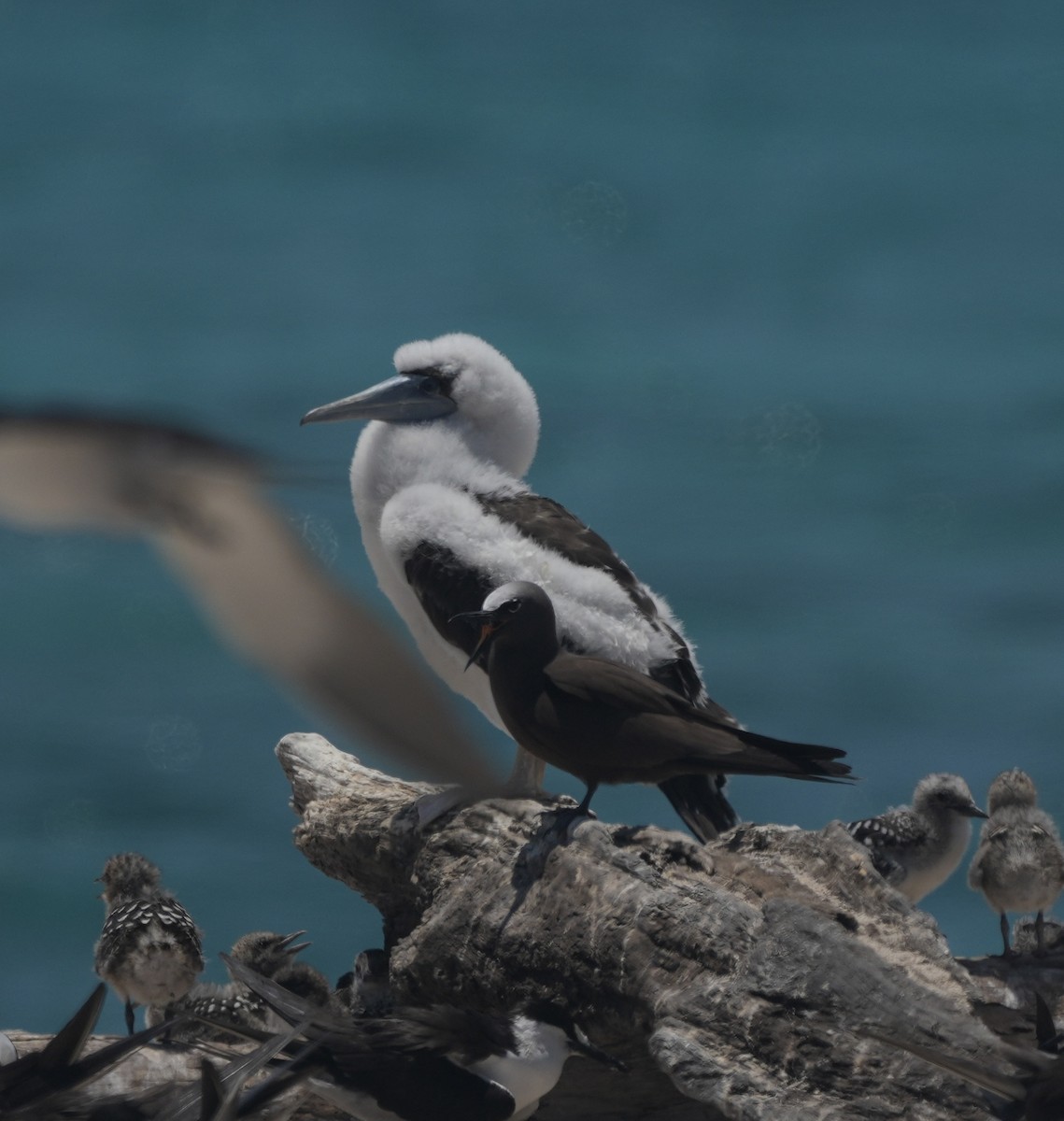 Masked Booby - ML644795269