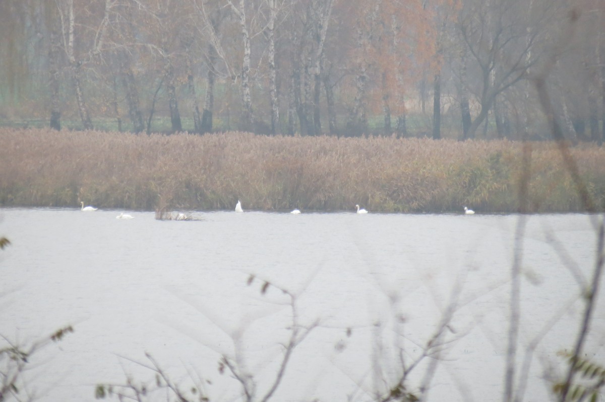 Mute Swan - ML644795270