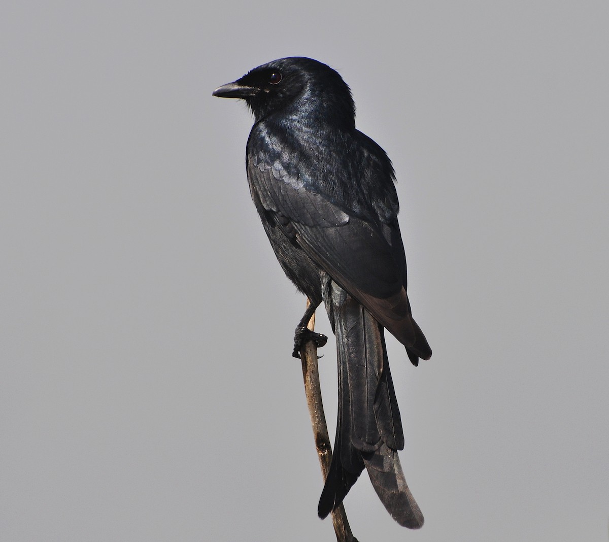 Black Drongo - ML644795271
