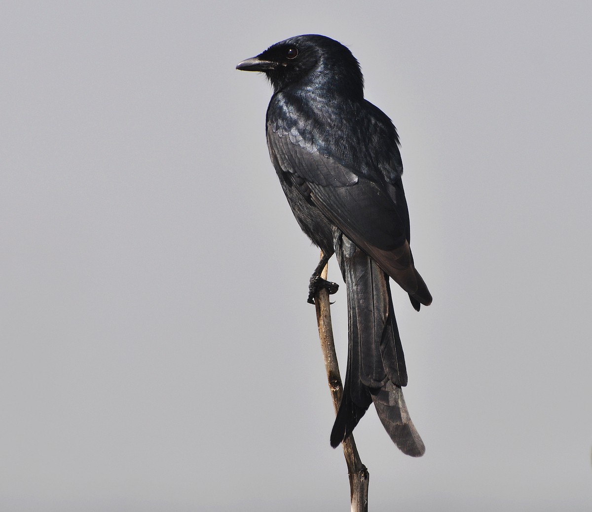 Black Drongo - ML644795272