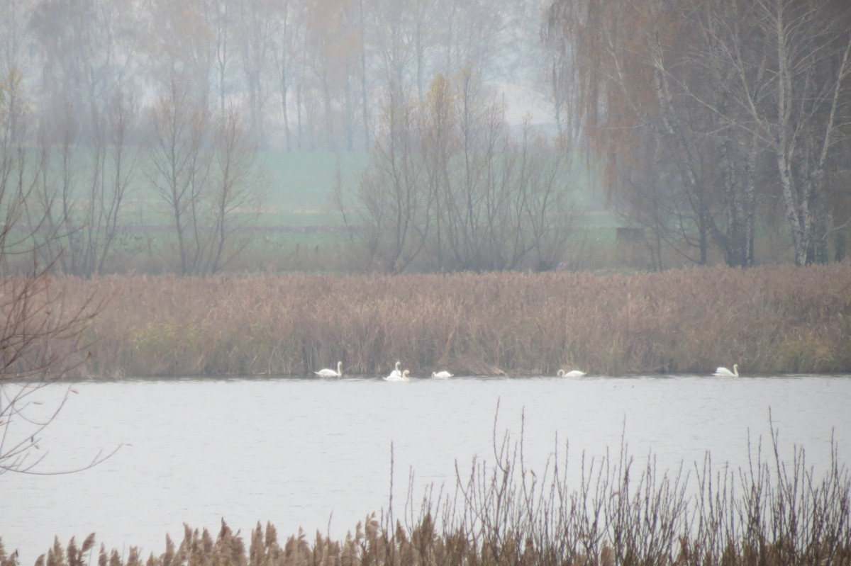 Mute Swan - ML644795273