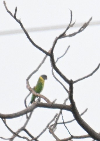 Plum-headed Parakeet - ML644795275